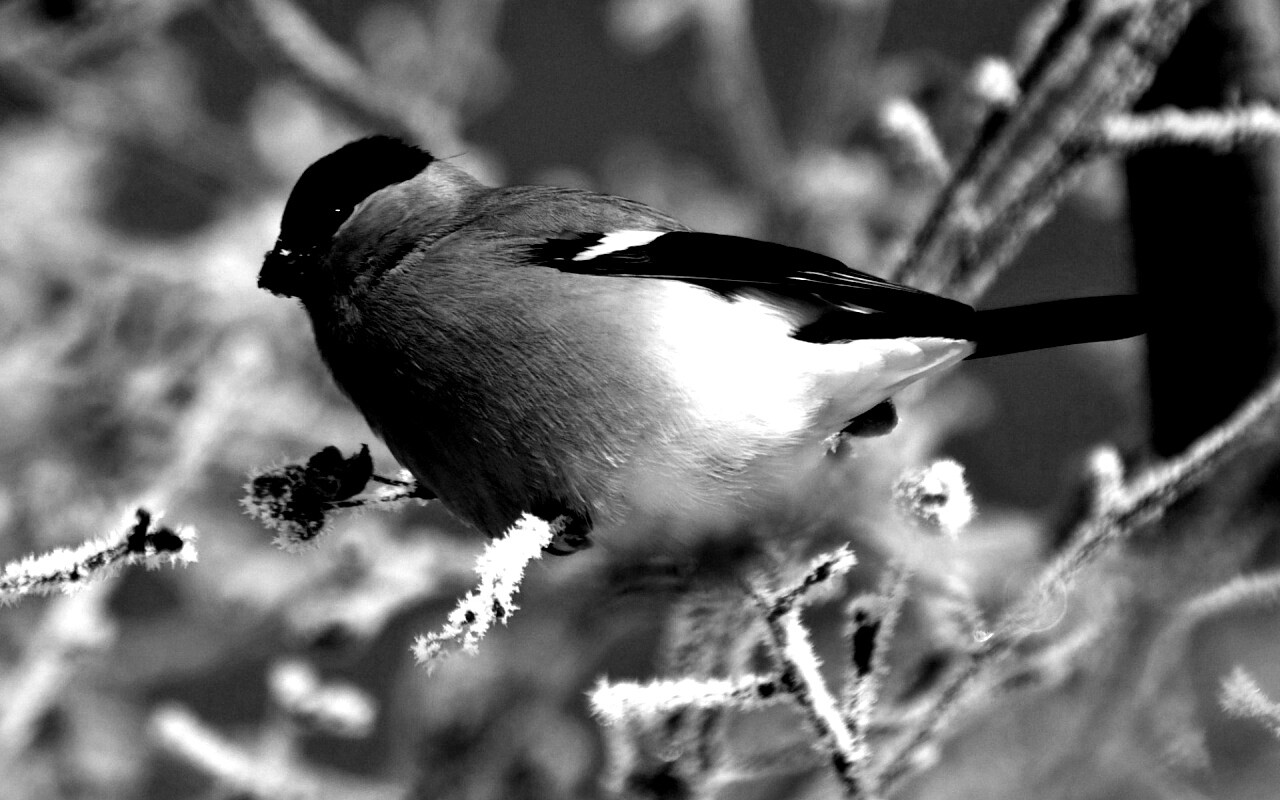 Снегирь на ветке обои