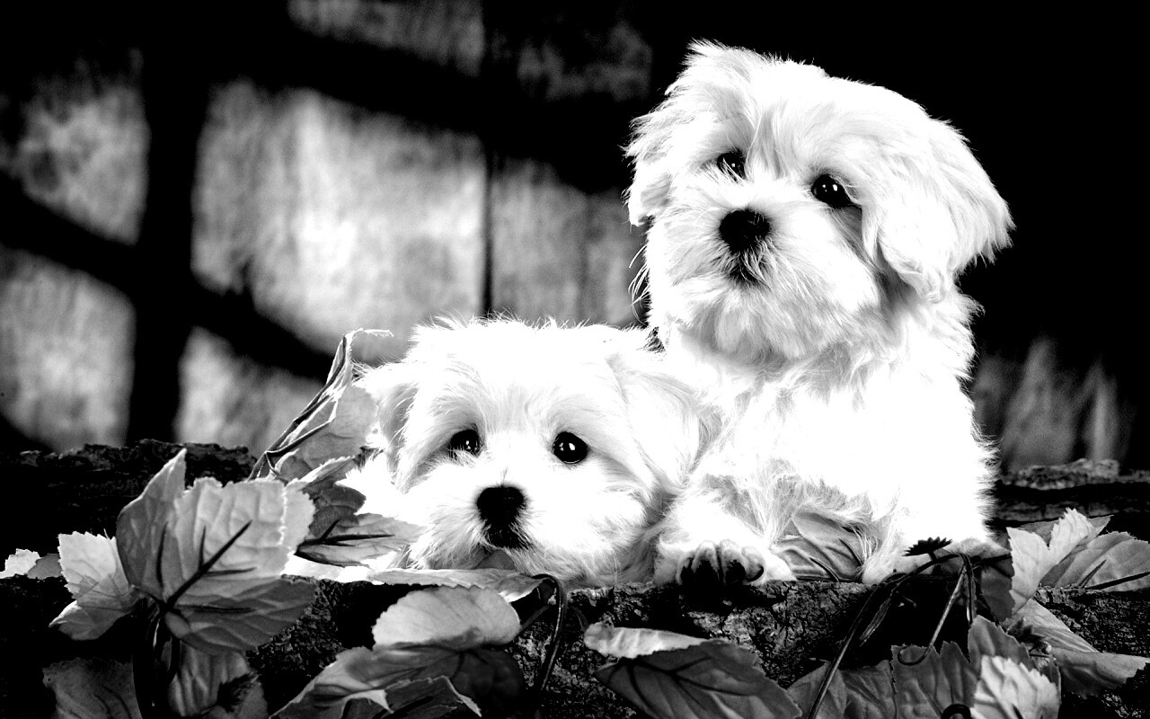 Два белых и пушистых пёсика  обои