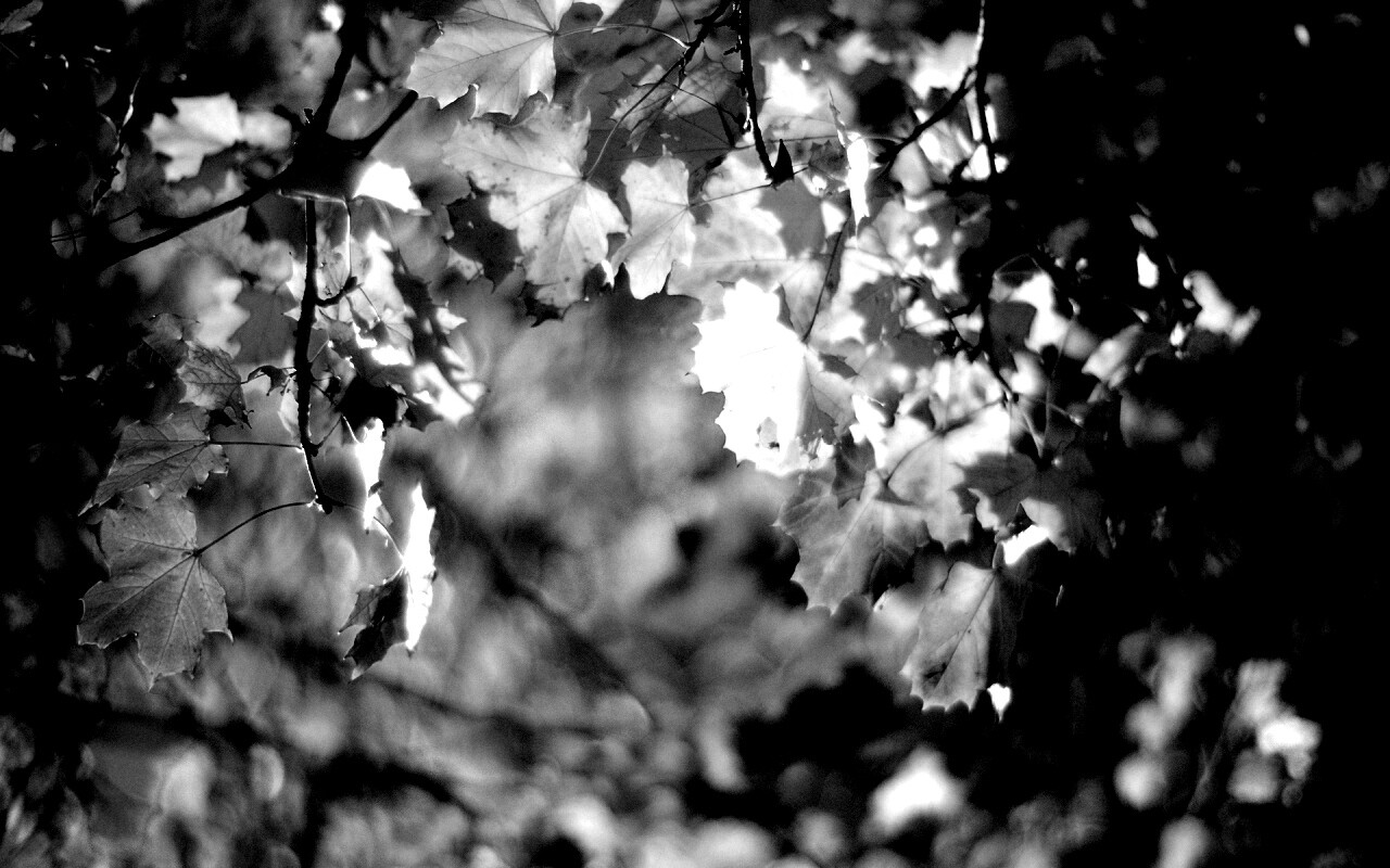 Жёлтые листья обои