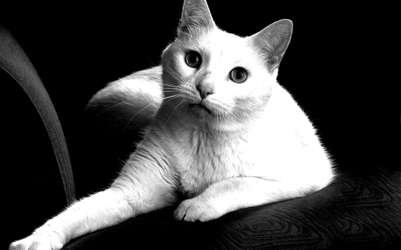 Белой кот на красном диване обои