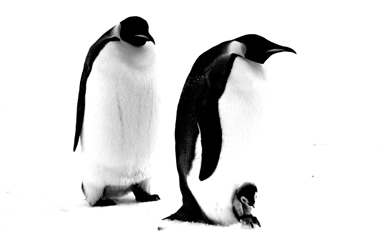 Семья пингвинов обои
