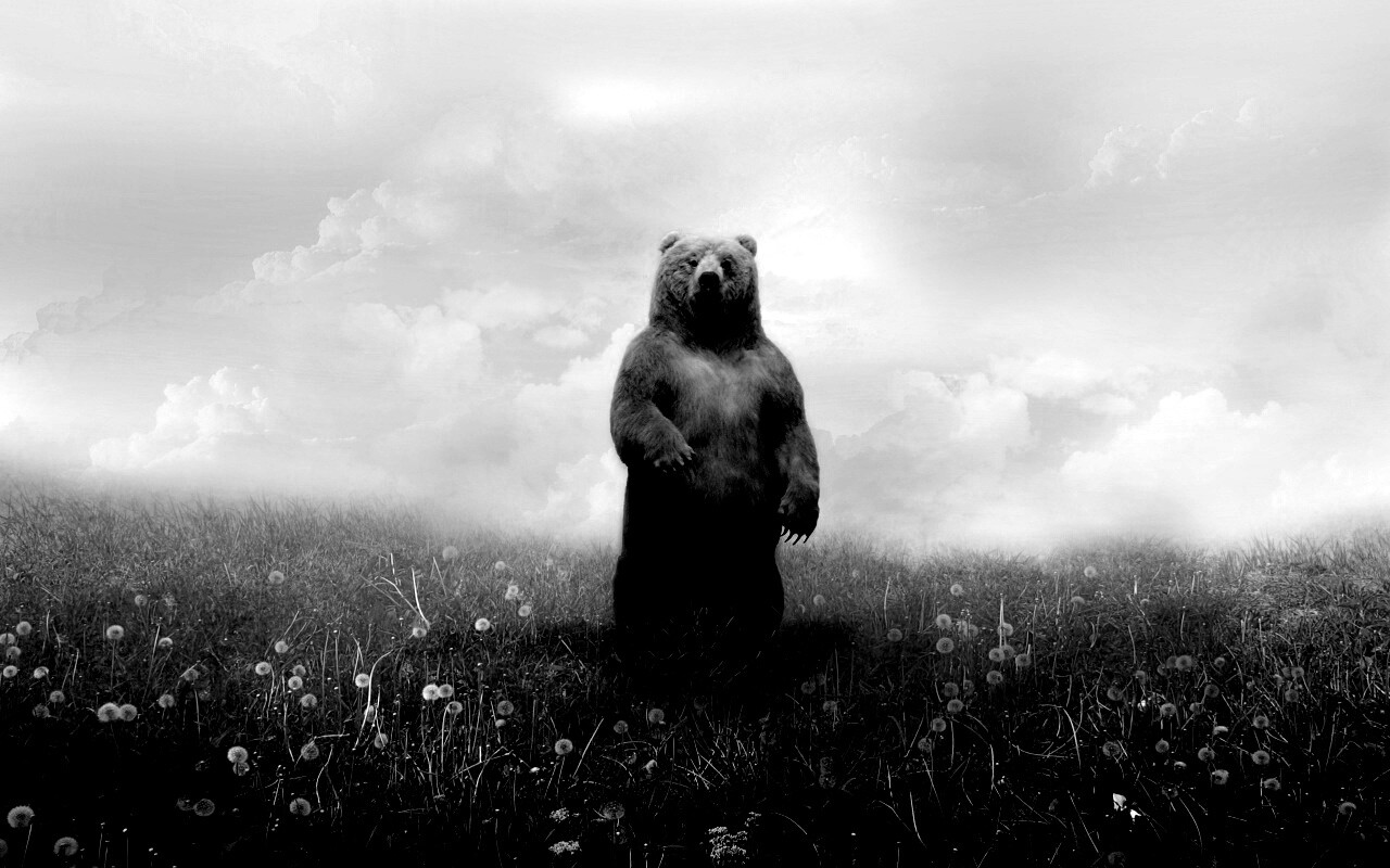 Медведь в одуванчиковом поле обои