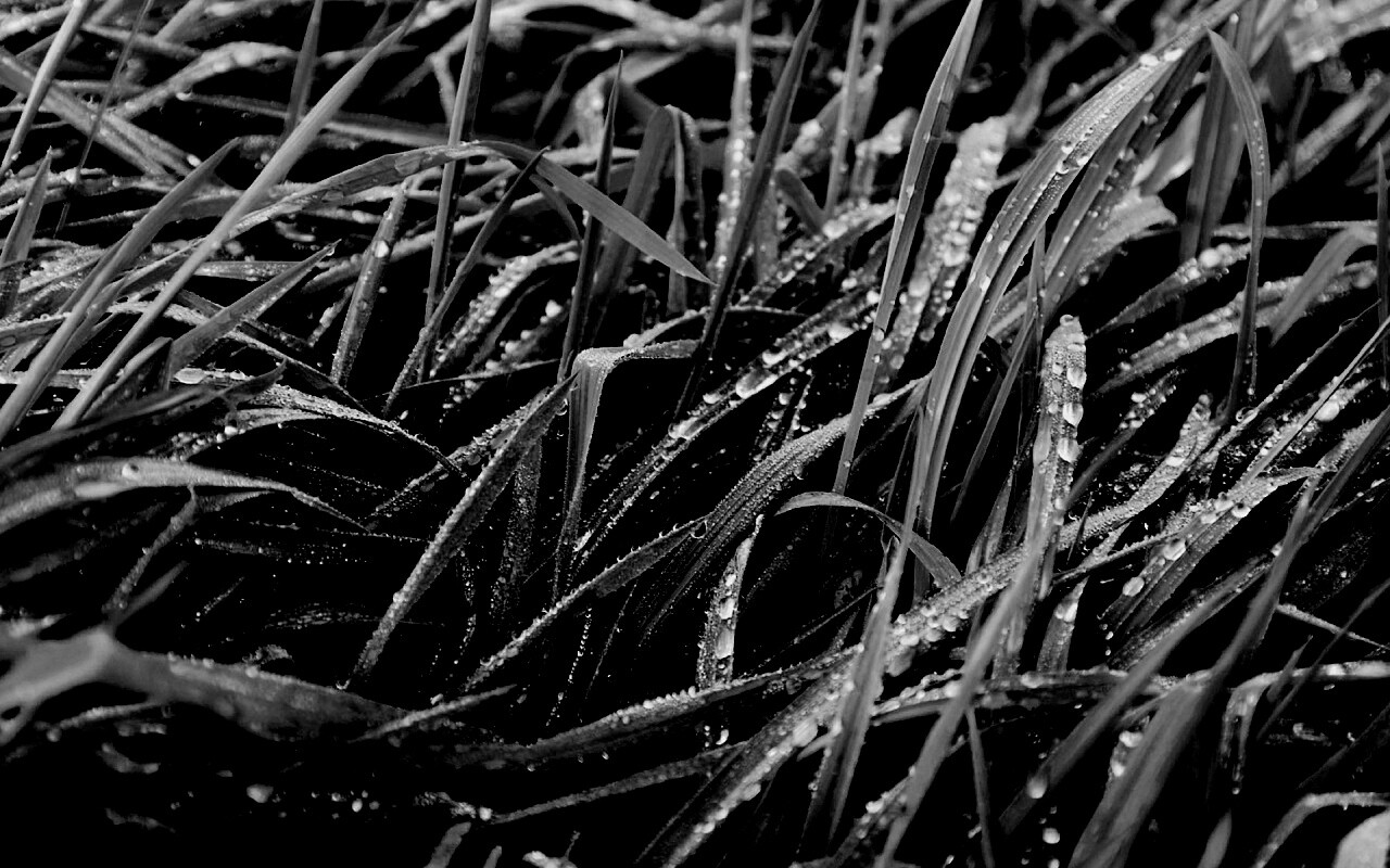 Роса на траве обои