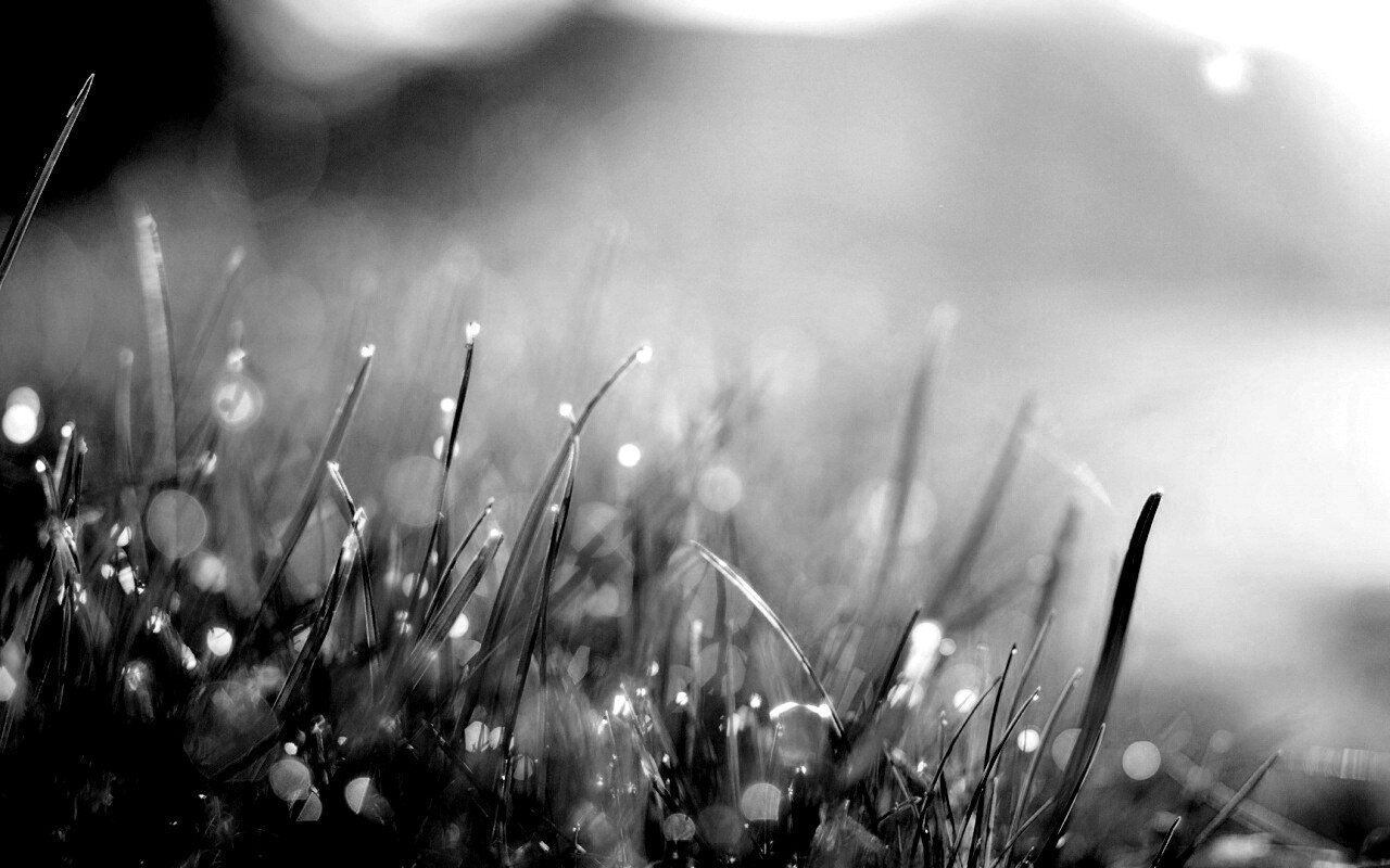 Красивая сочная трава обои