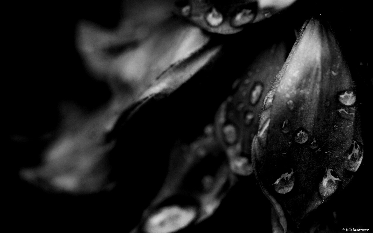 Лепестки обои