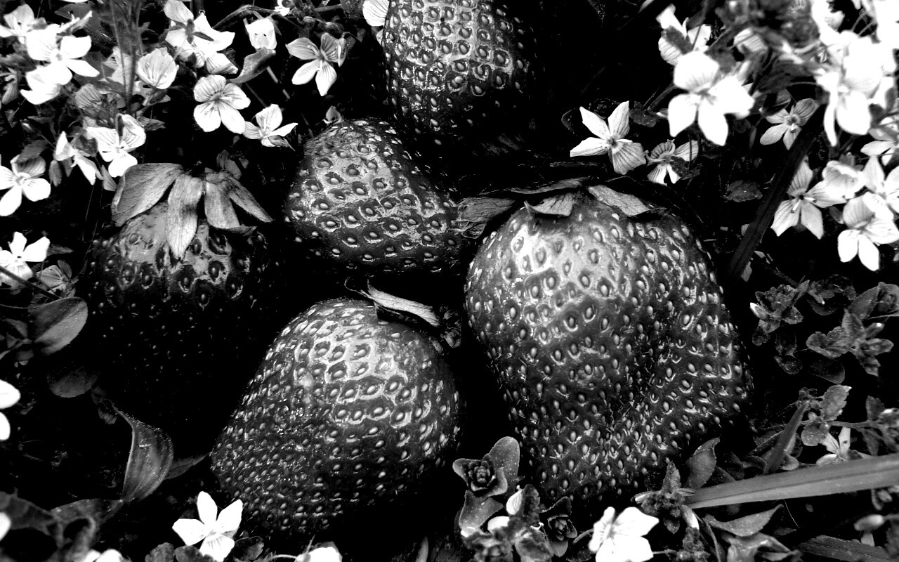 Клубника обои