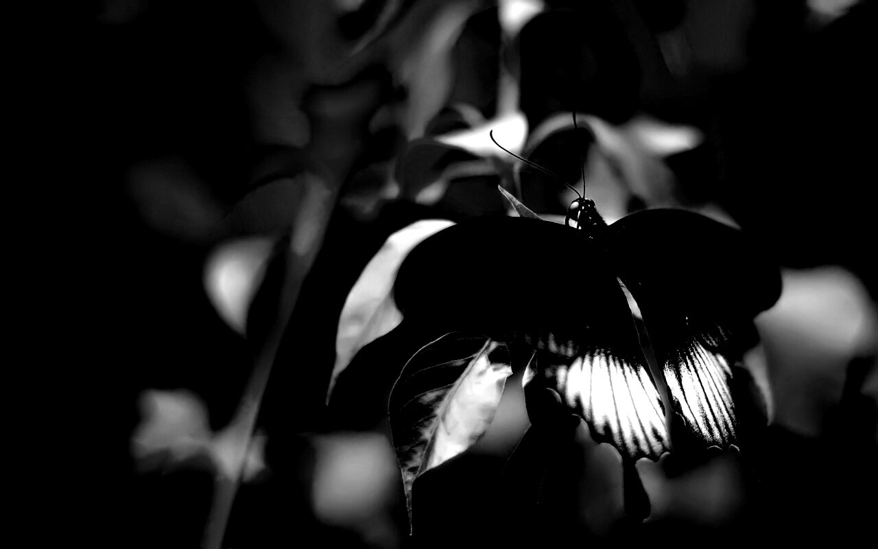Бабочка с чёрно-белыми крыльями обои