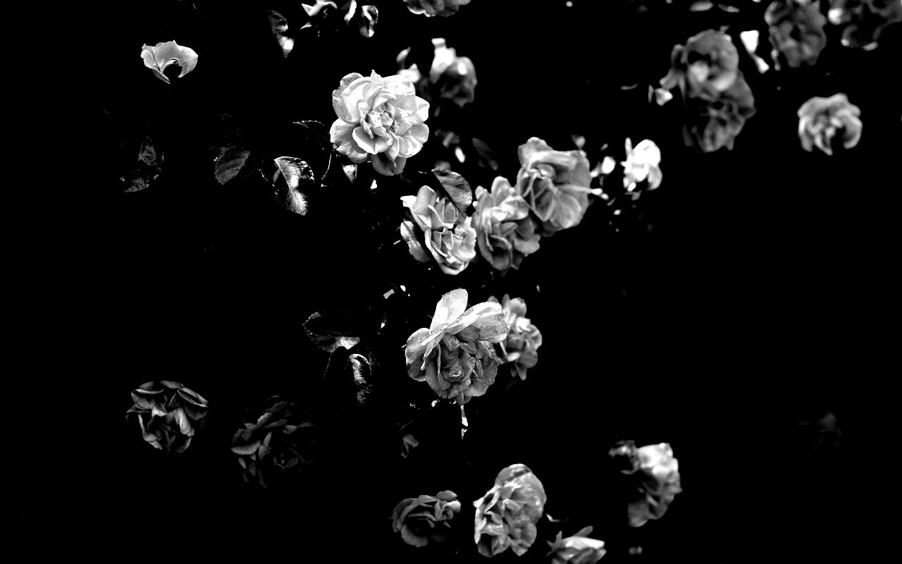 Розовый куст обои