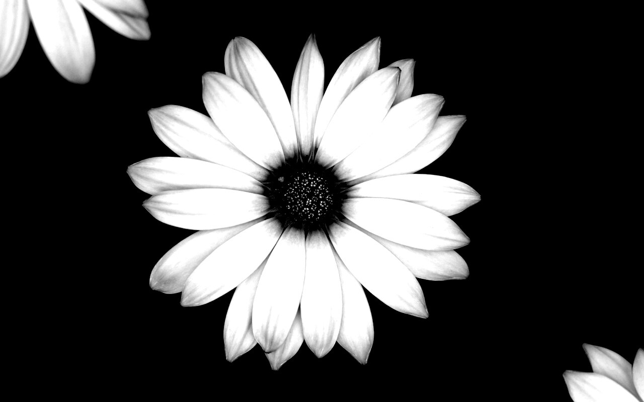 Макро фотография цветка обои