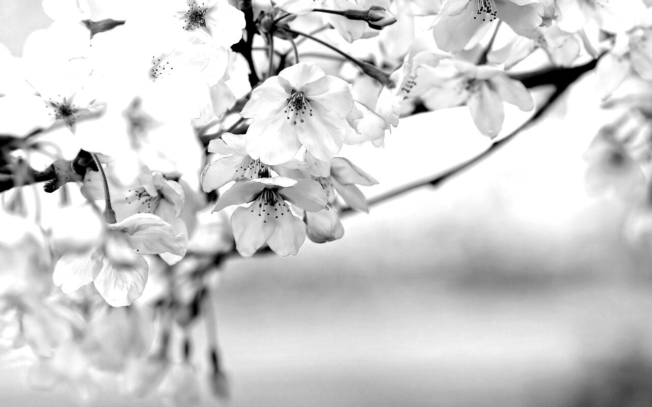 Цветение вишни обои