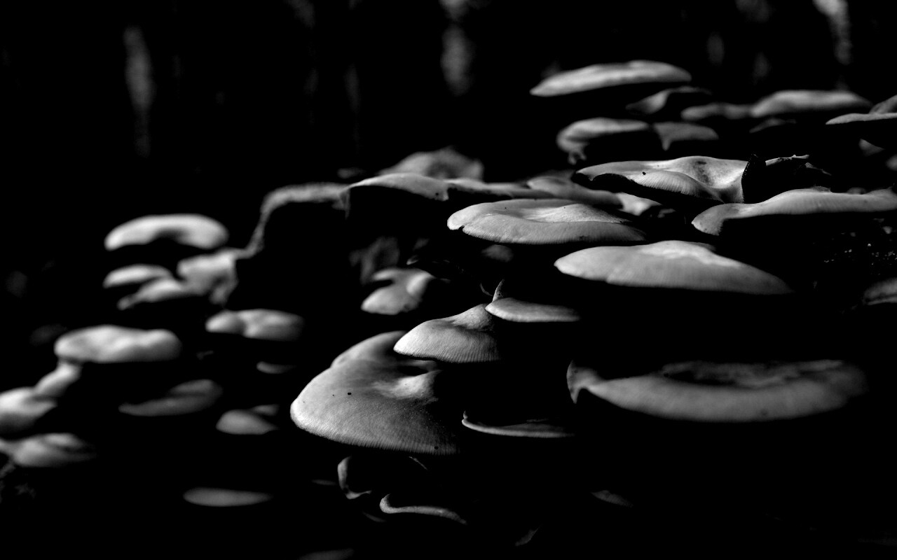 Лесные грибы на пне обои