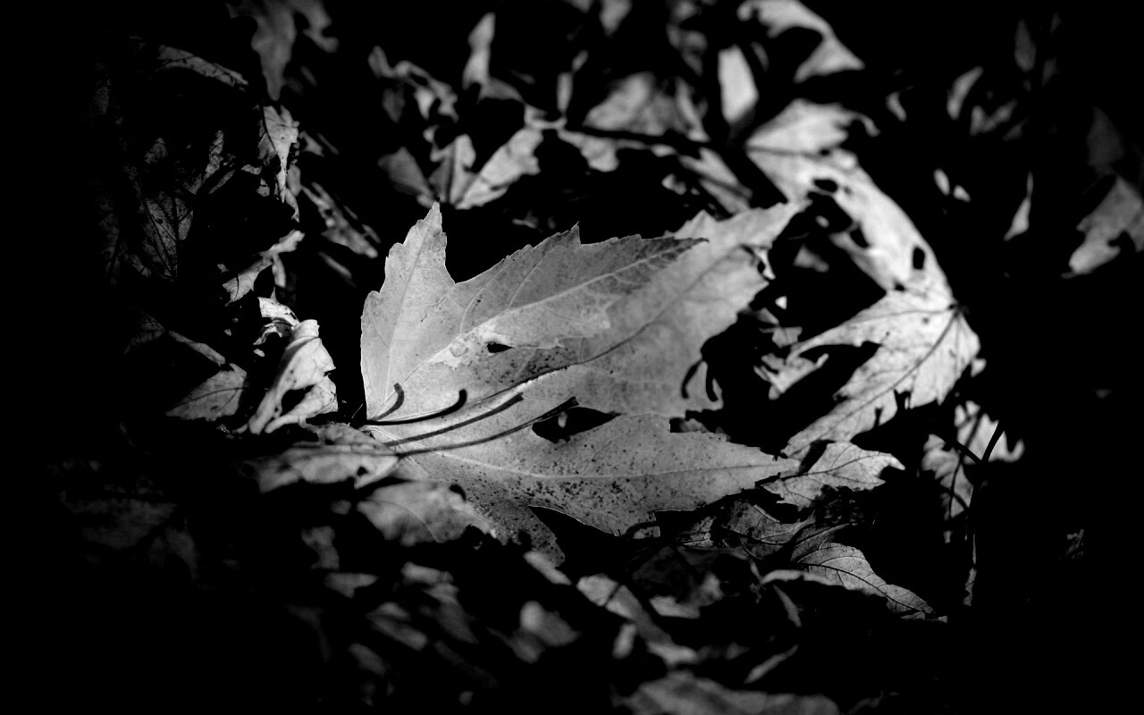 Мёртвая листва обои