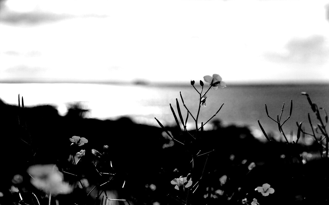 Мелкие жёлтые цветы обои