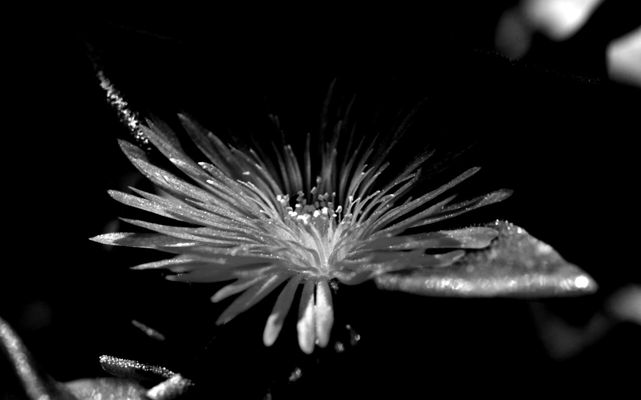 Чудесный цветок обои