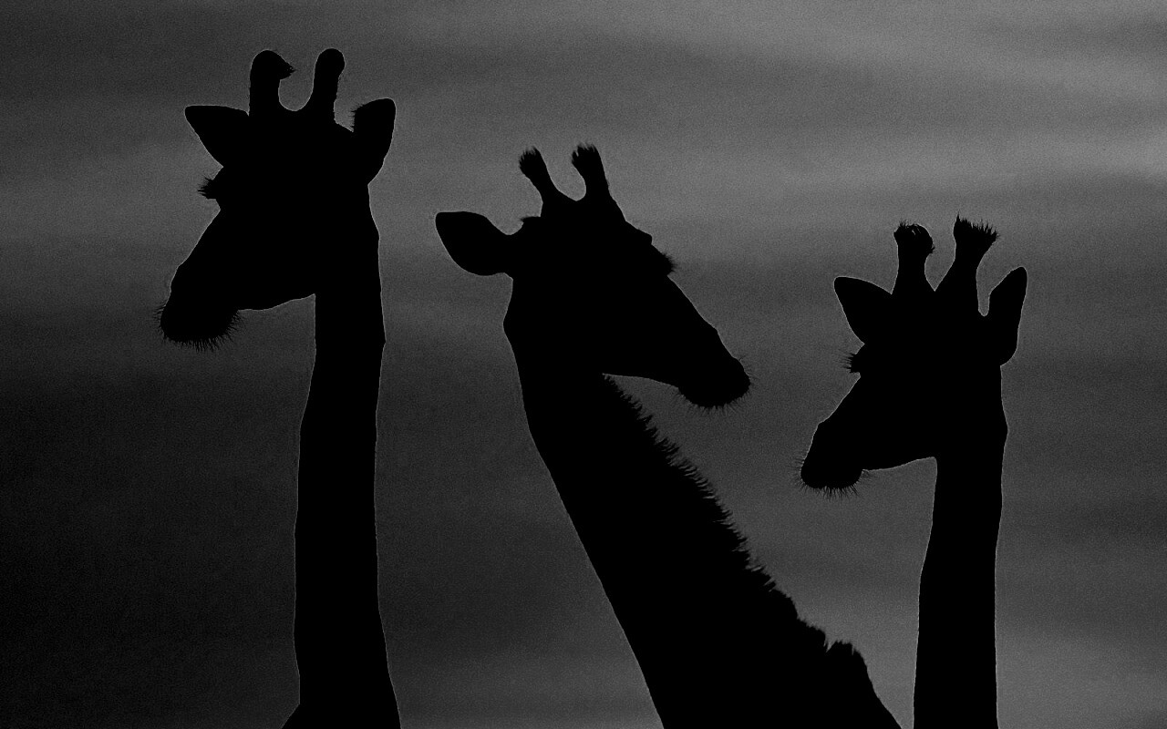 Три силуэта жирафов на фоне неба обои