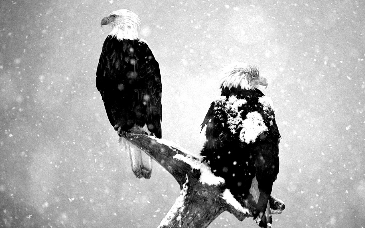 Орлы на ветке в снегопад обои