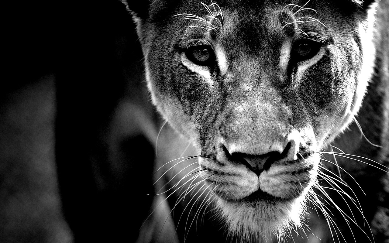 Портрет хищника обои