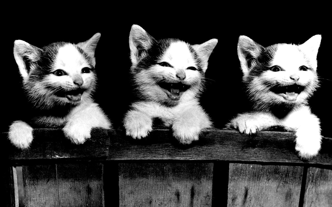 Три милых котенка обои