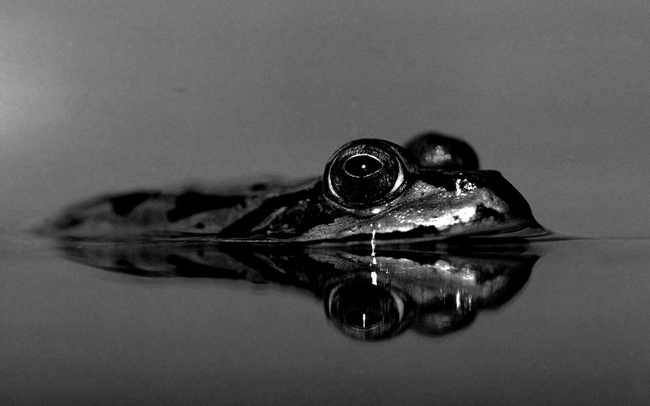 Лягушка обои