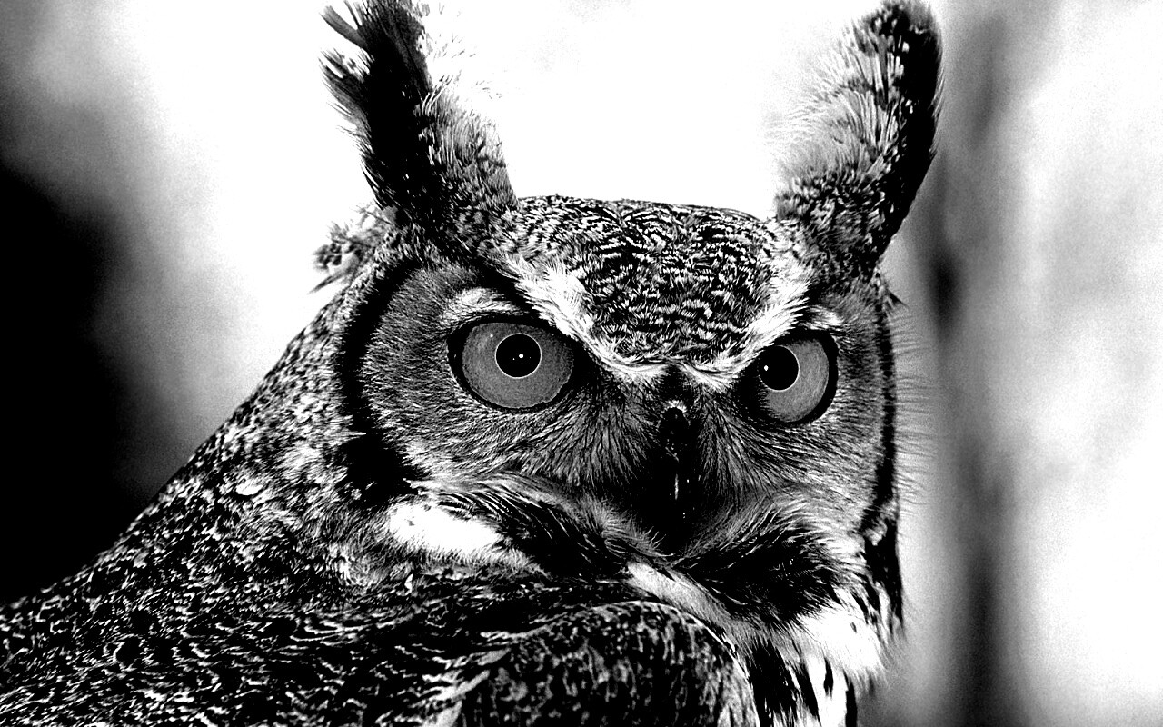 Орлиная сова обои