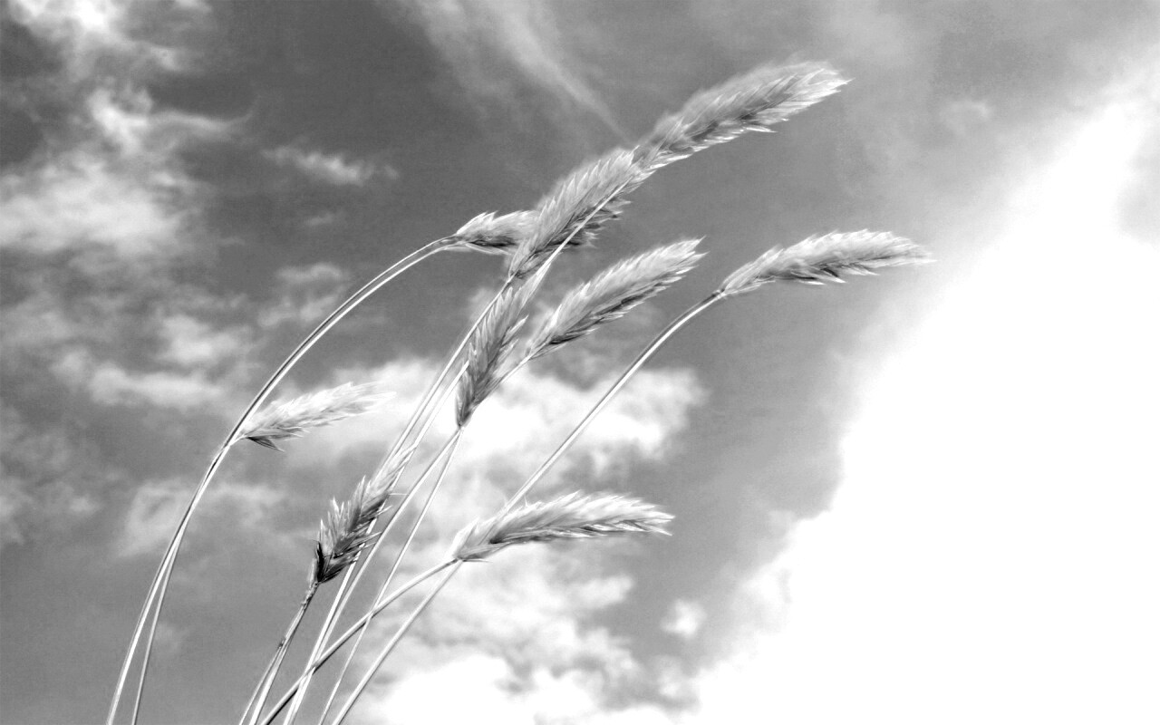 Колосья обои