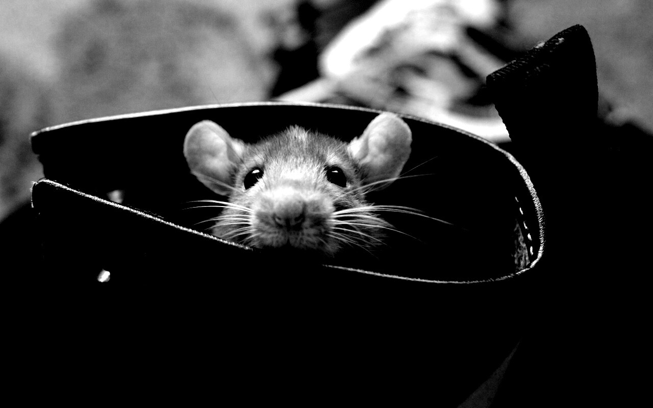 Мышонок выглядывает из ботинка обои