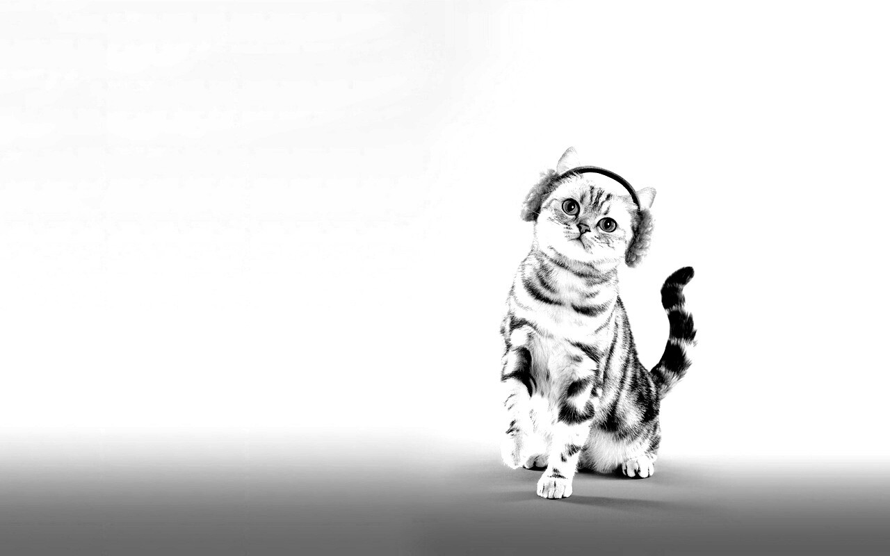 Кот в зеленых наушниках обои