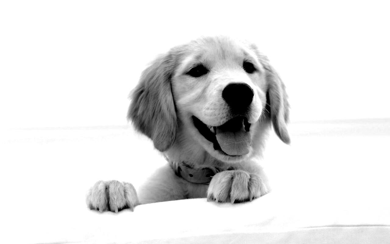 Щенок голден ретривера обои