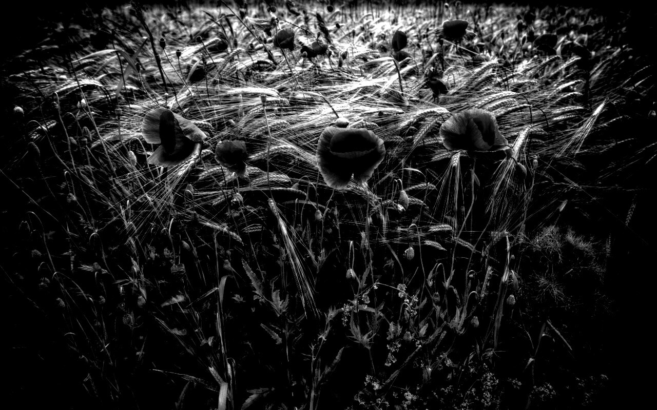 Красные маки обои