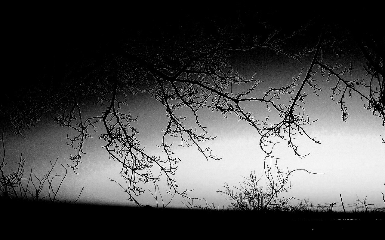 Закат сквозь ветки деревьев обои