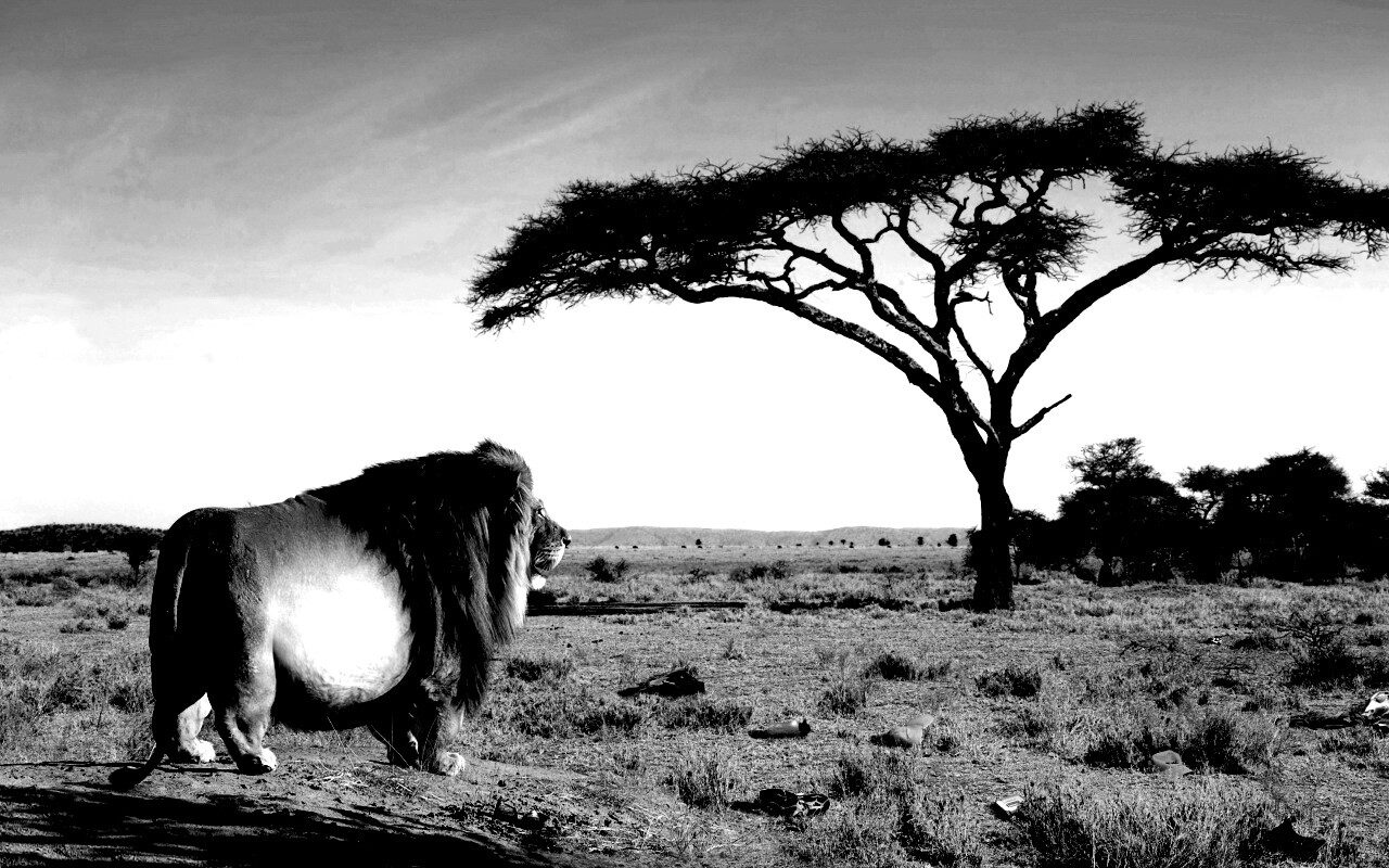 Толстый лев обои