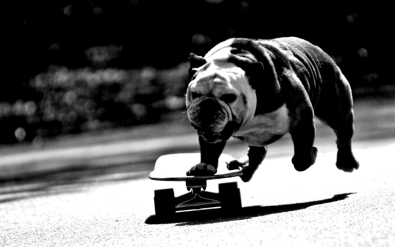 Собака на скейтборде обои