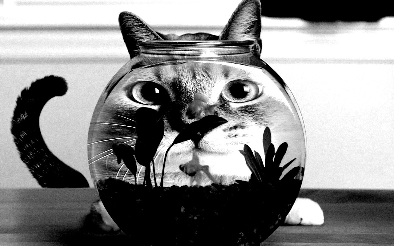 Сферический код за аквариумом обои