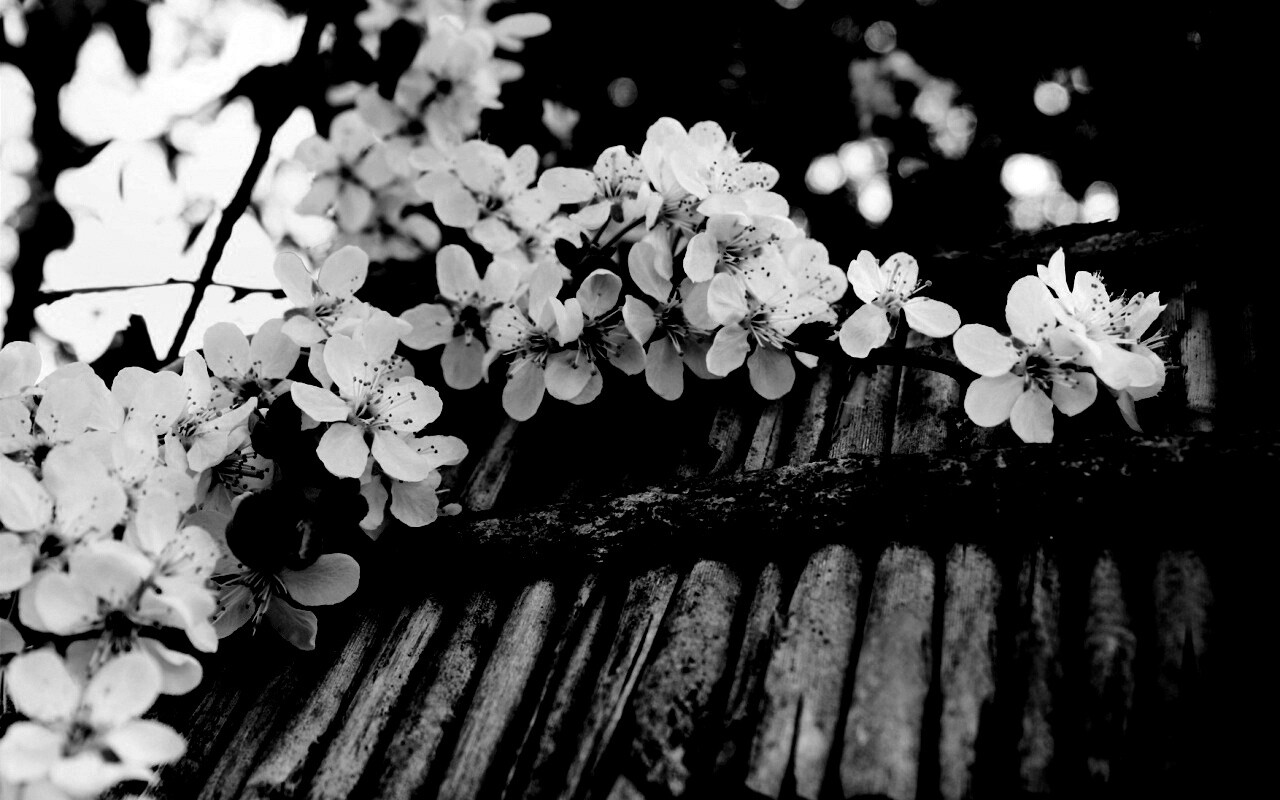 Веточка цветущей вишни обои