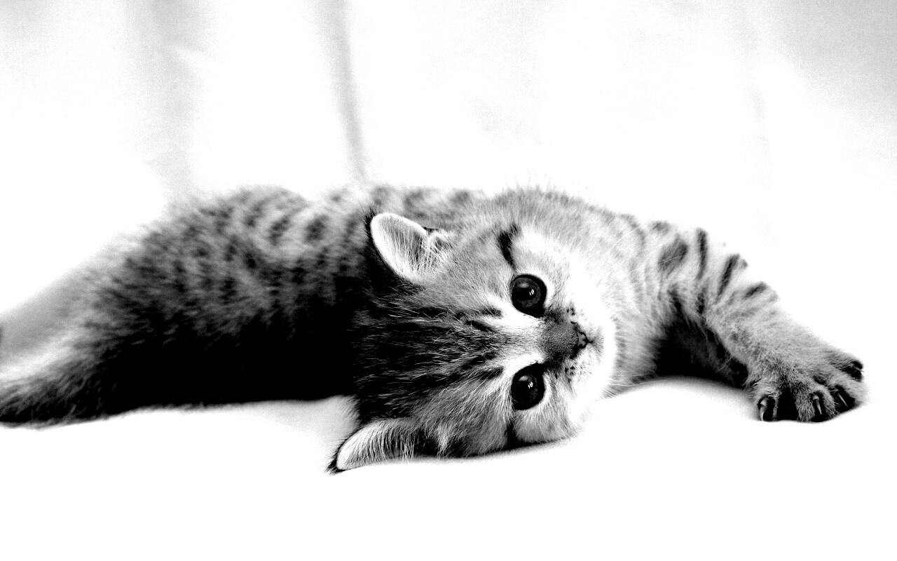 Рыжиый котенок с синим глазами обои