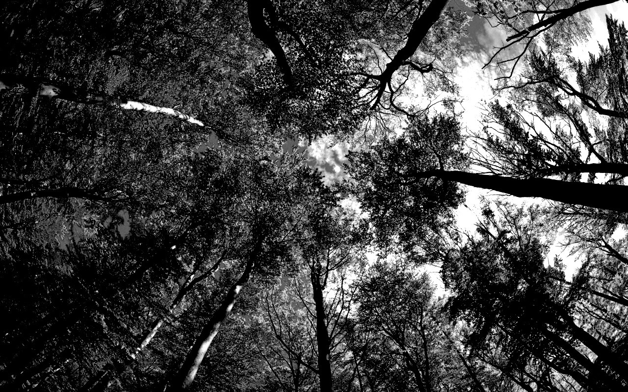 Кроны деревьев обои