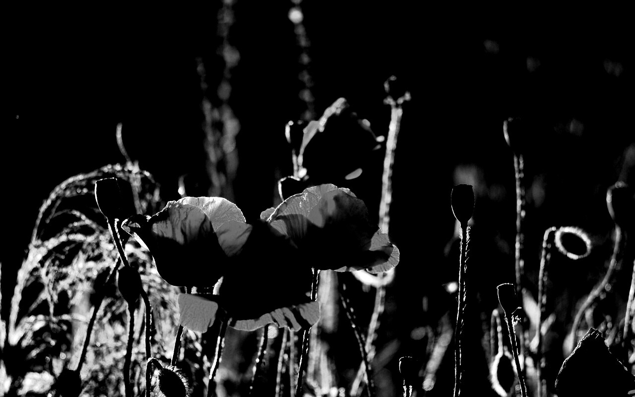 Макро фото мака обои