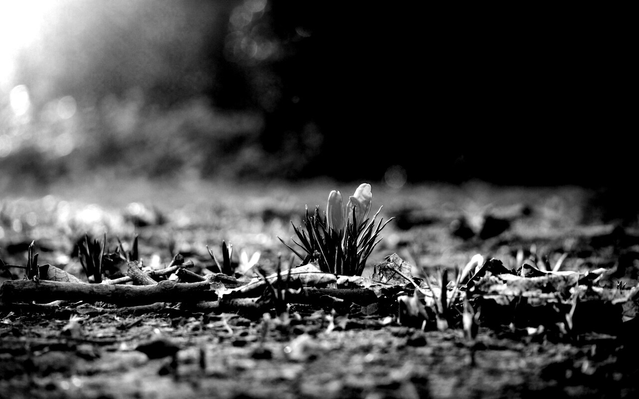 Весенняя трава и цветы обои