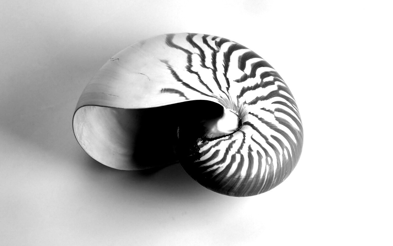 Ракушка в полоску обои