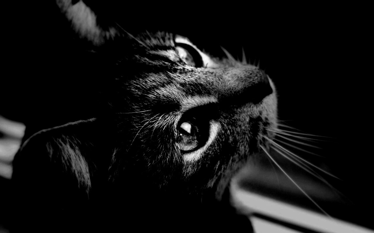 Кот с желтыми глазами обои