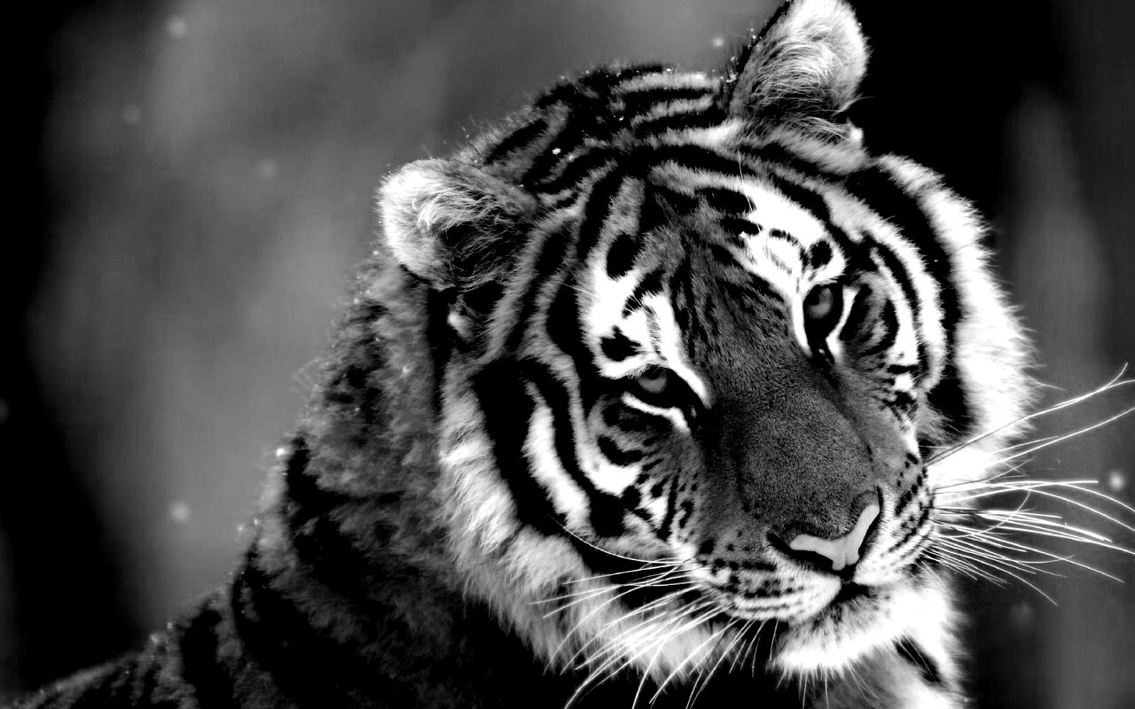 Тигр оборачивается обои