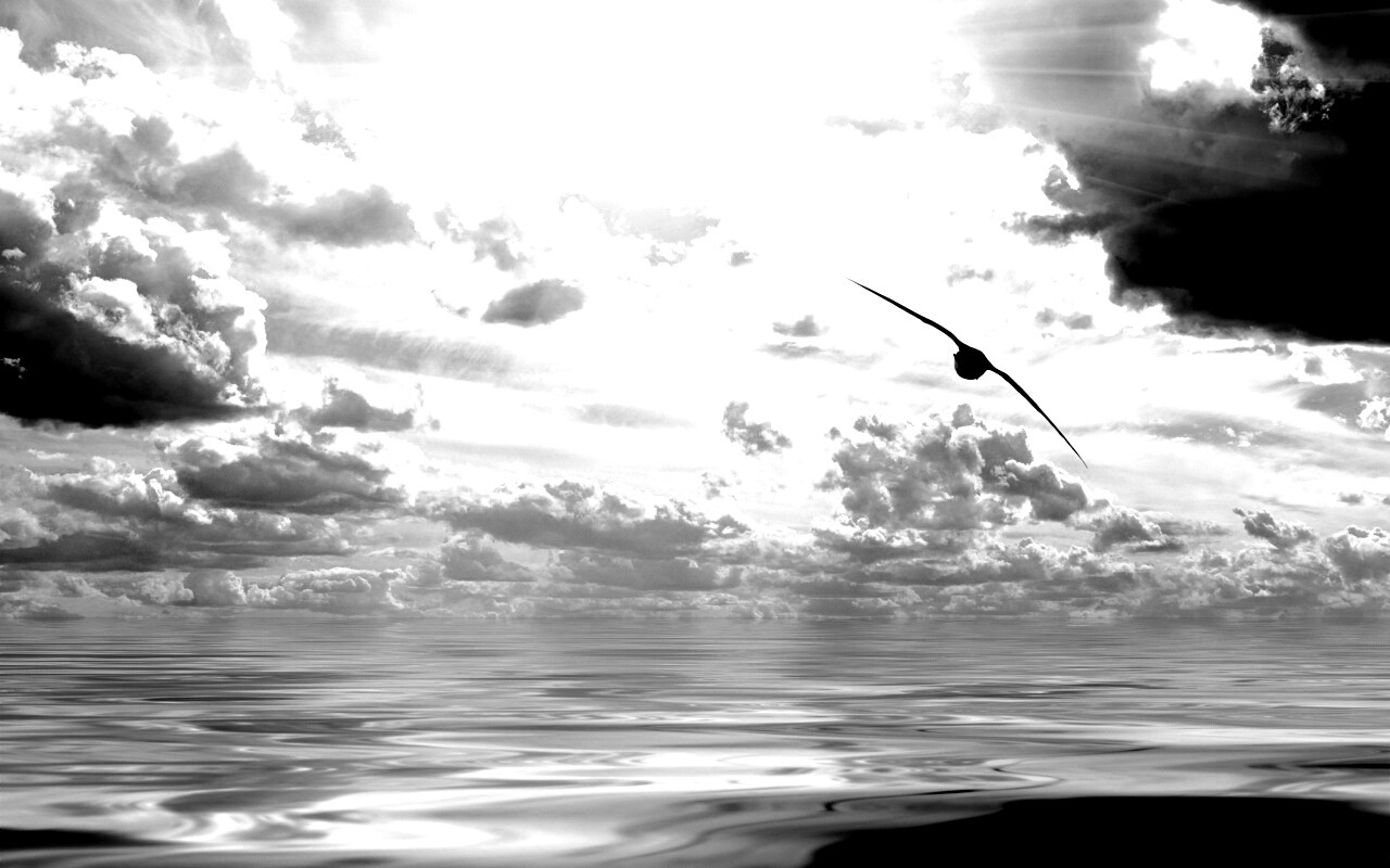 Лети как птица над волнами обои