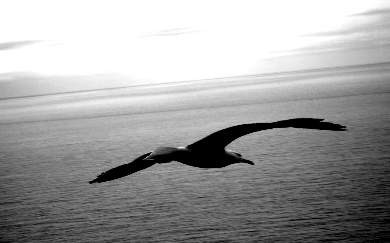 Чайка в полете обои