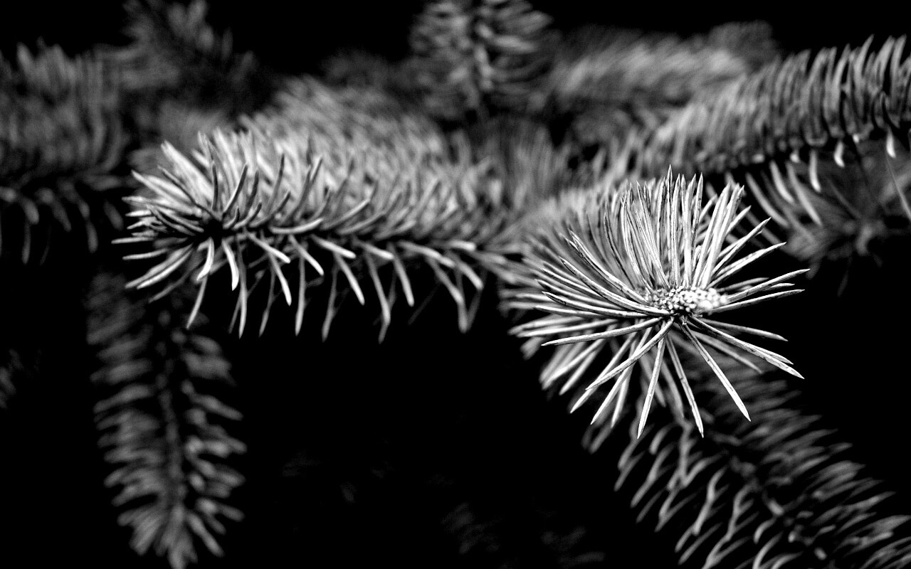 Ветки голубой ели обои