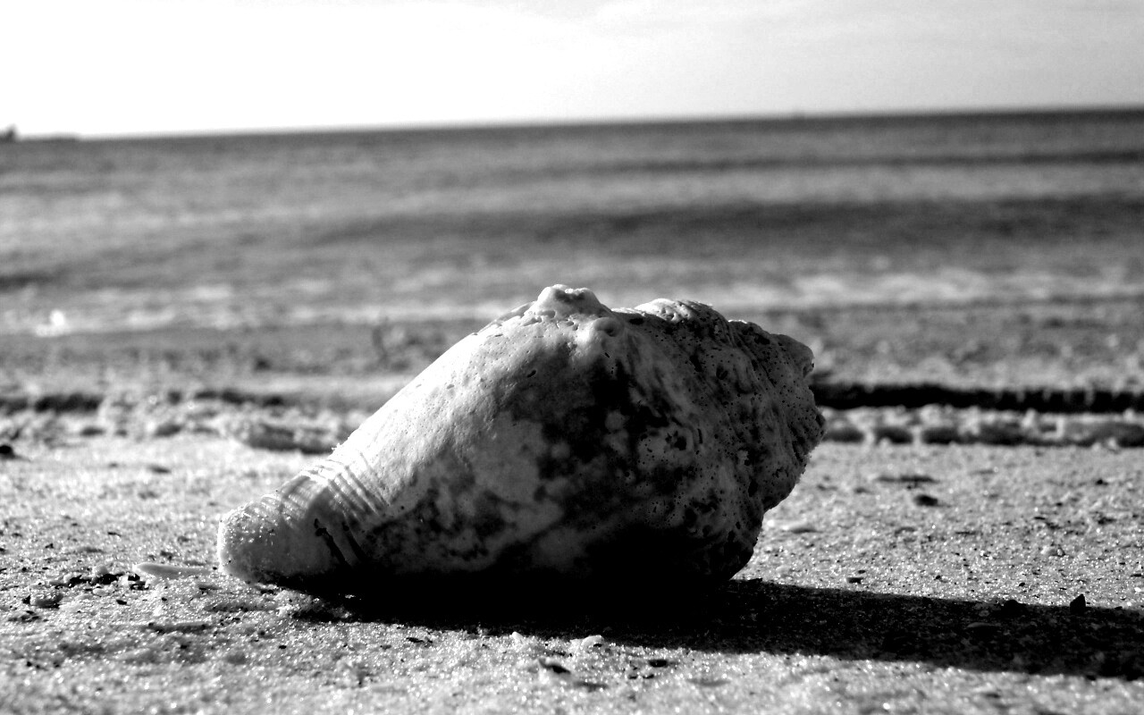 Морская раковина на пляже обои