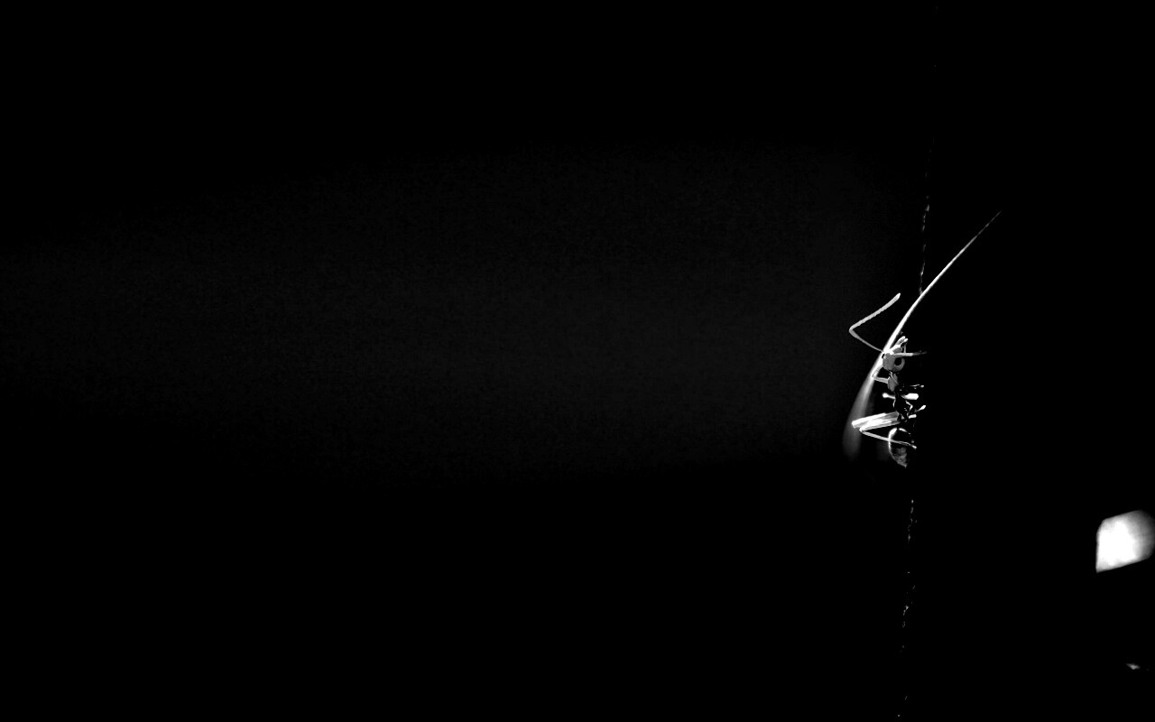 Муравей-пожарник обои