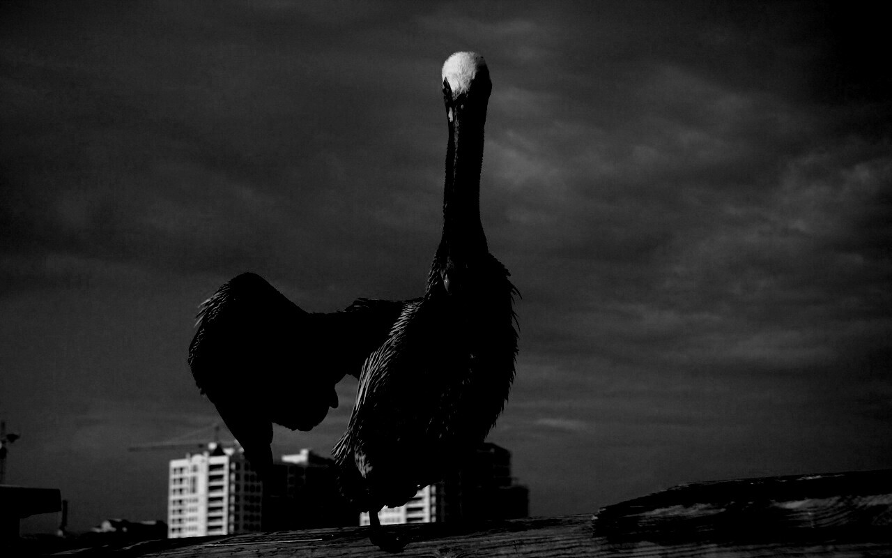 Привет, пеликан! обои