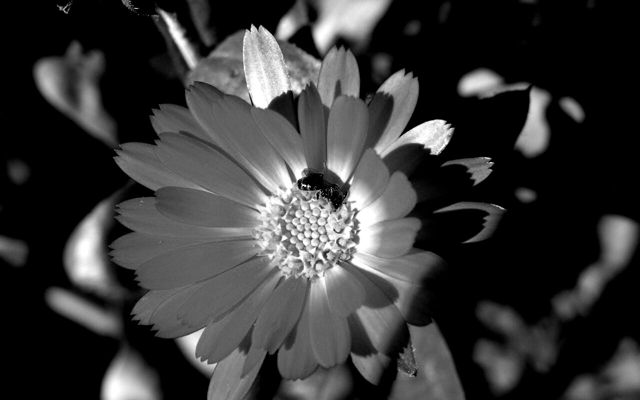 Оса на цветке обои