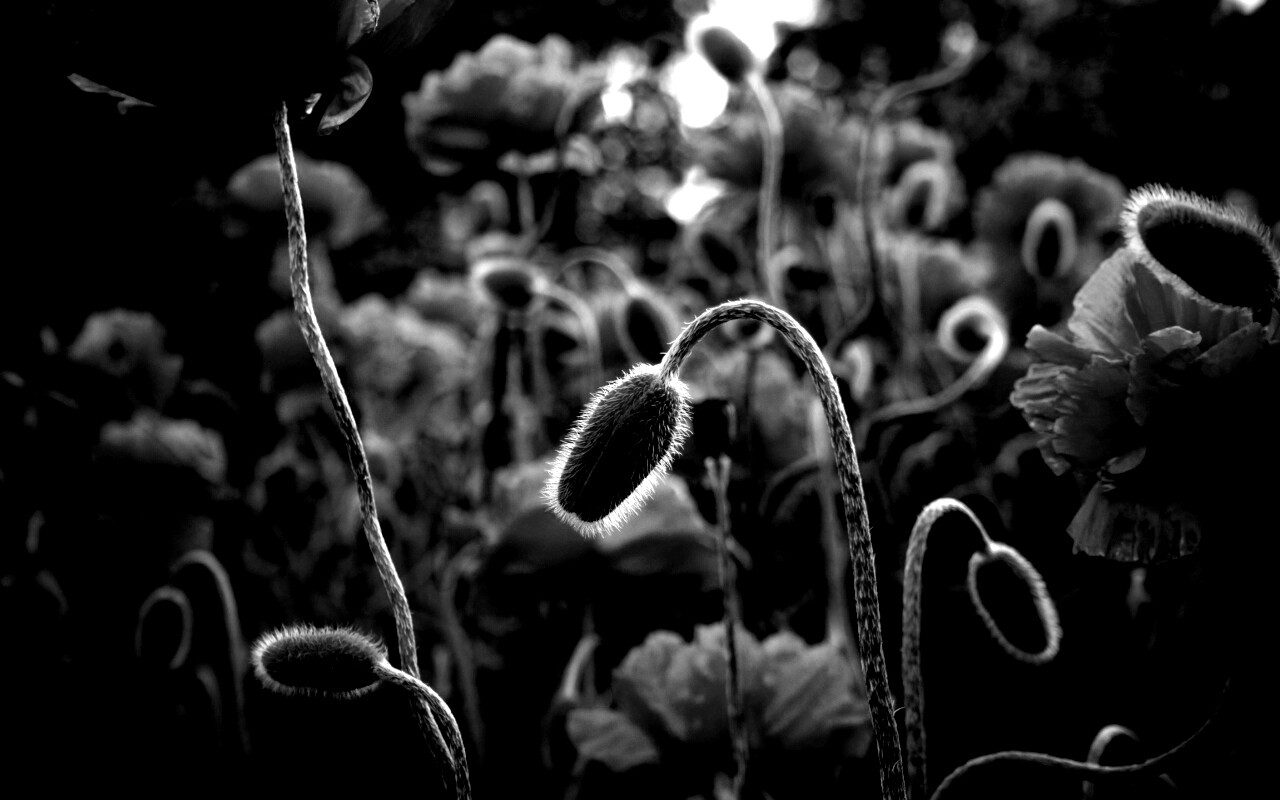 Бутон среди цветов обои