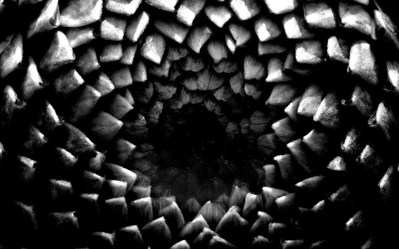 Сердцевина цветка обои